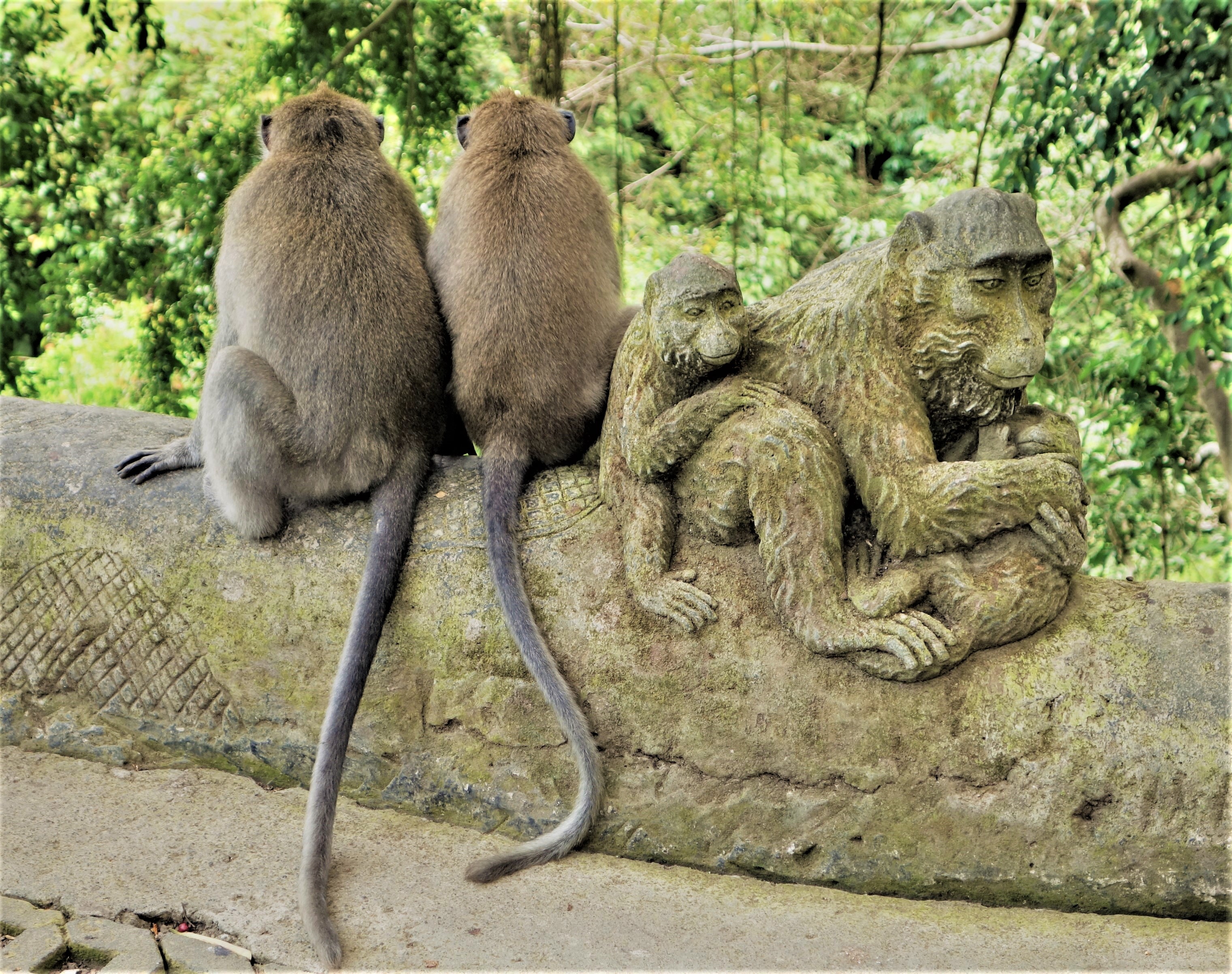 Ubud monkeys